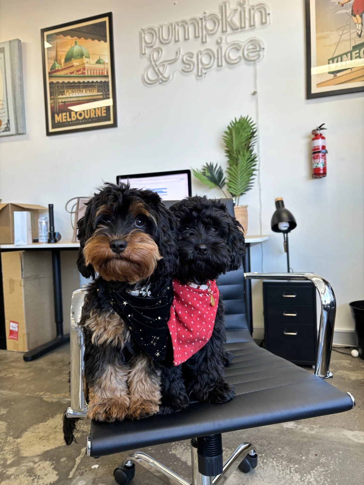 Pet lifestyle content shot in a Melbourne studio space